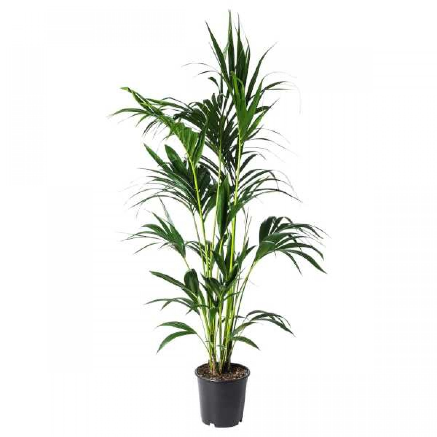 "Κέντια" Howea Forsteriana Kentia Palm