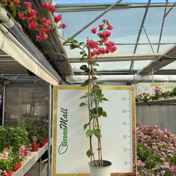 "&Beta;&omicron;&upsilon;&kappa;&alpha;&mu;&beta;ί&lambda;&iota;&alpha;" Bougainvillea Dania Bamboo PIRAMIDE colour Coral