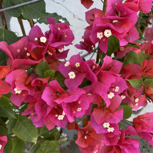 "&Beta;&omicron;&upsilon;&kappa;&alpha;&mu;&beta;ί&lambda;&iota;&alpha;" Bougainvillea Dania Bamboo PIRAMIDE colour Coral