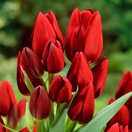 tulip-wallflower