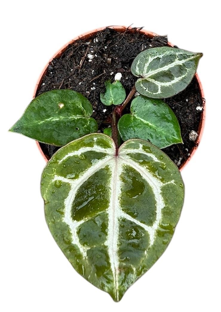 0a444e70-2250-4921-92e9-1b57ba9cf730