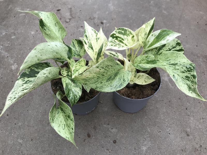 4c044796-38f0-495b-a8d0-9492d6634d8e