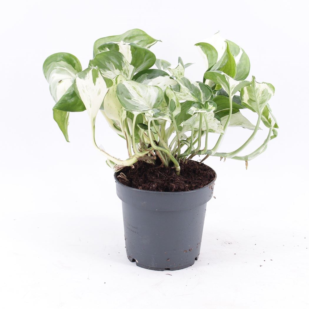 epipremnum-pinnatum-manjula--809001