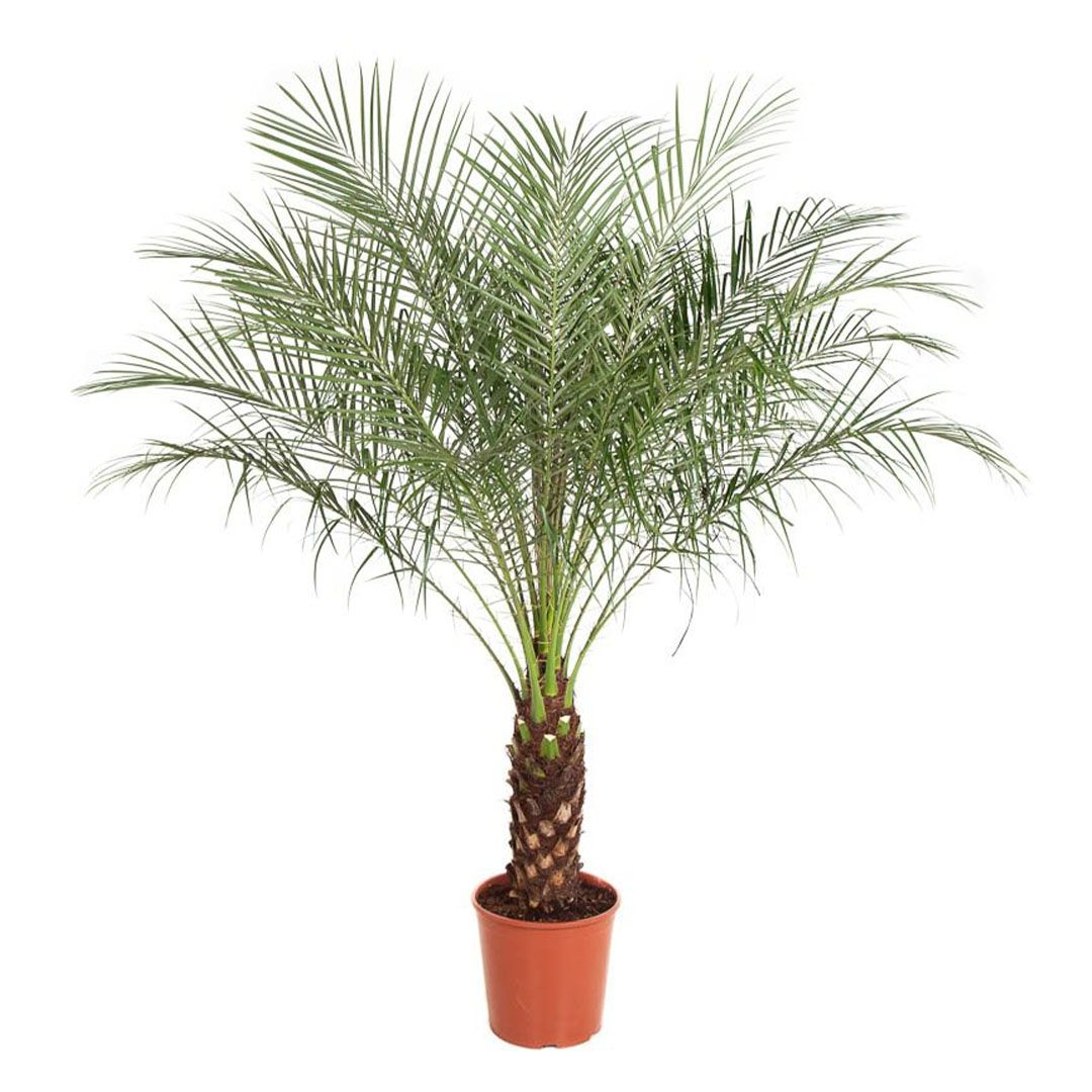 phoenix_roebelenii_-_022 Image