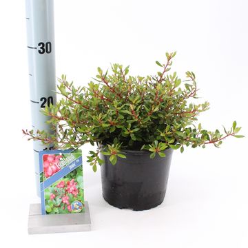 1k9h1rgca54eq7nrfnqgepdre5hnc9h7uo1llfab_360