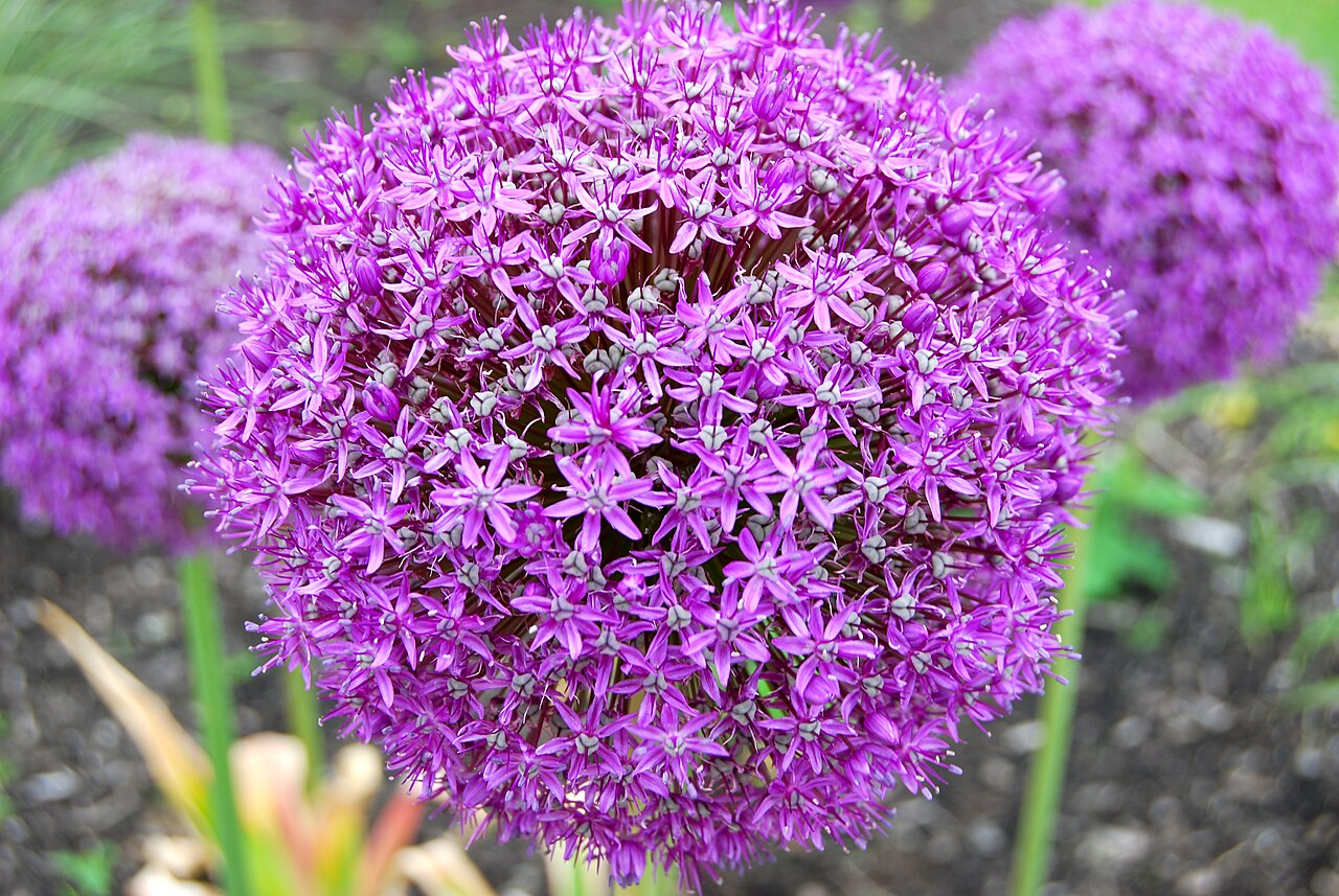 PurpleBallFlower