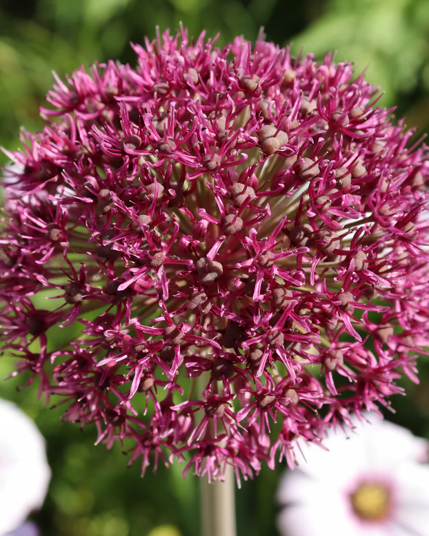 allium-ostara-00_x778_crop_center