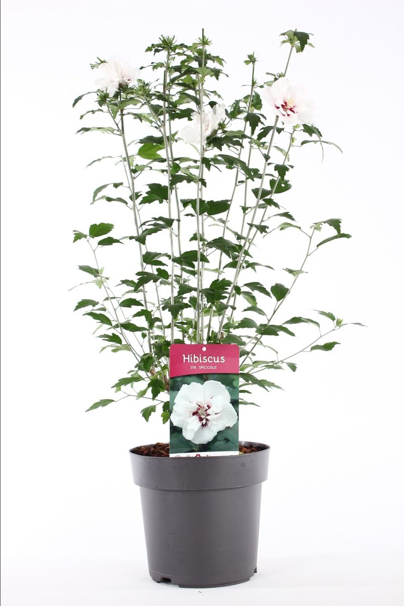 g2rcb3gnu0ok3017bn9riagfa4lvo7h8ebqo4gd1_big